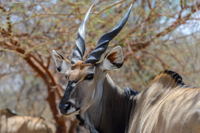 Screwhorn antelope